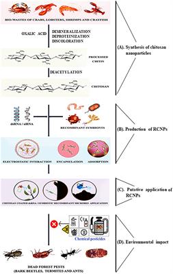 RNAi-chitosan biopesticides for managing forest insect pests: an outlook